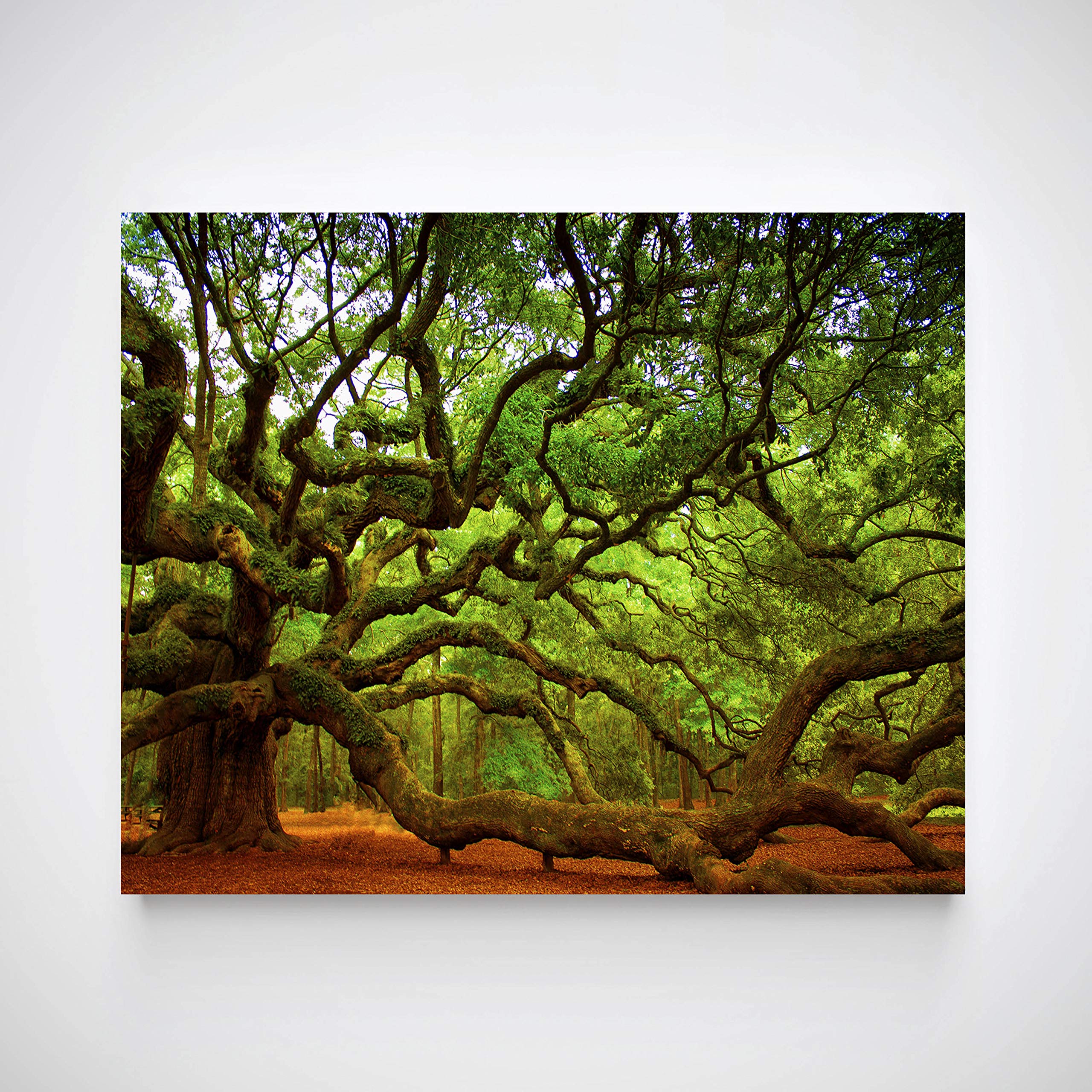 天然木 アートオブジェクト 木製ベース Amazon.com: Angel Oak Tree Photo Charleston SC – 400-Year-Old Live